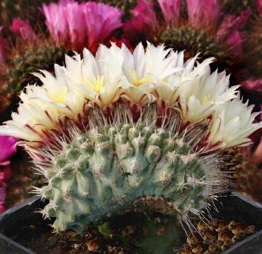 Strombocactus_disciformis_forma_cristata